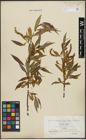 Foto von Salix alba L. x Salix fragilis L.